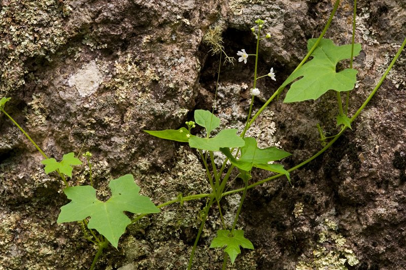 Wild Balsam Apple