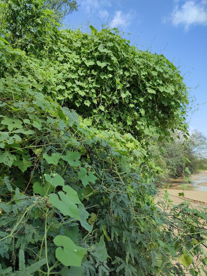 Wild Balsam Apple