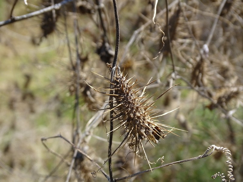 Wild Balsam Apple photo 2