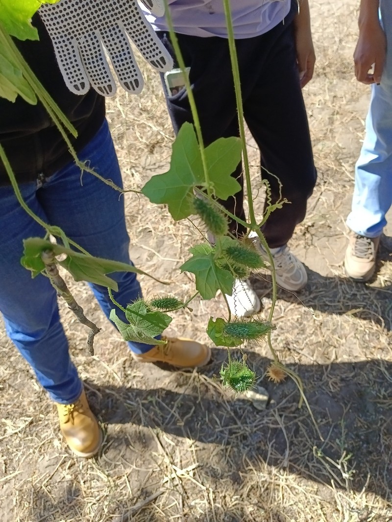 Wild Balsam Apple photo 3
