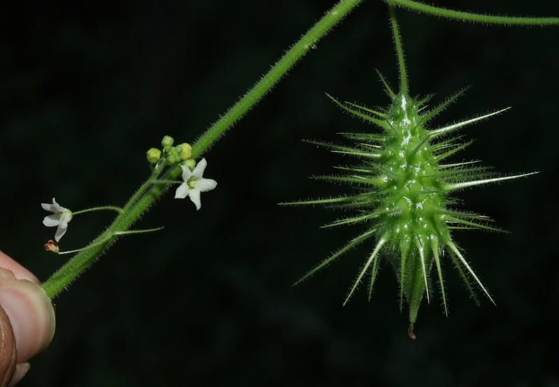 Wild Balsam Apple photo 4