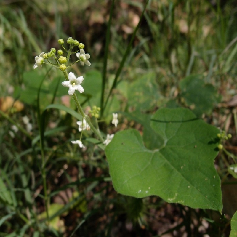 Wild Balsam Apple photo 5