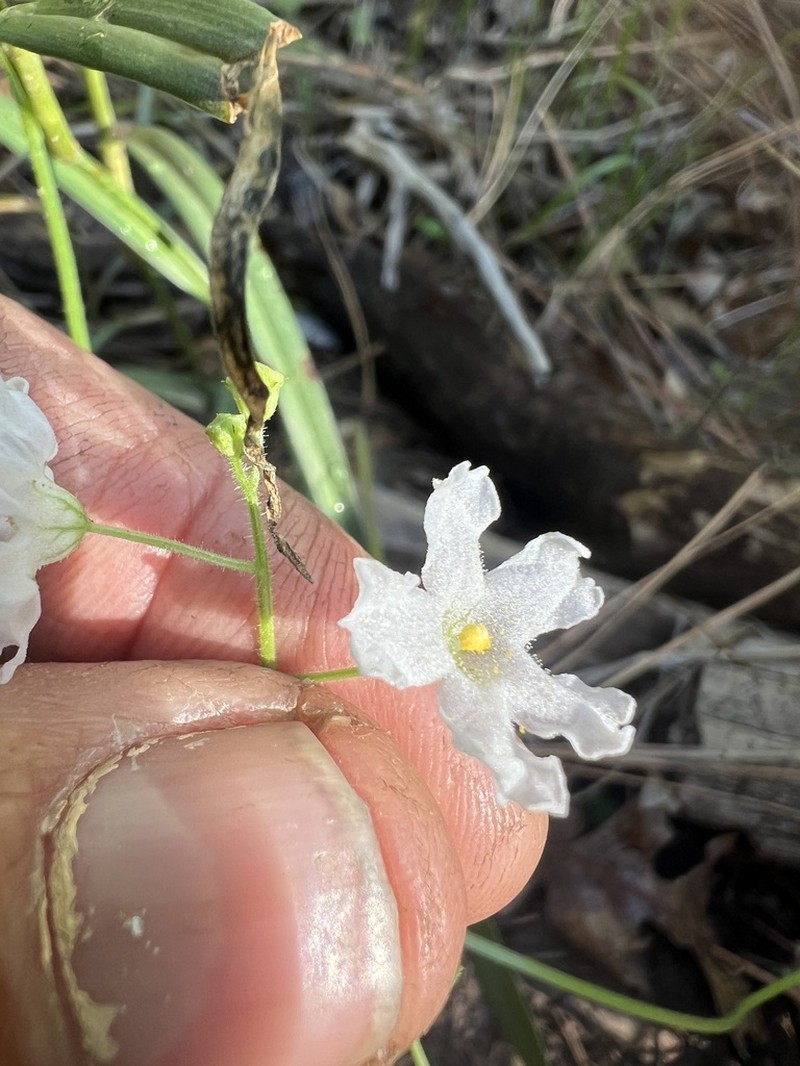 Wild Balsam Apple photo 6