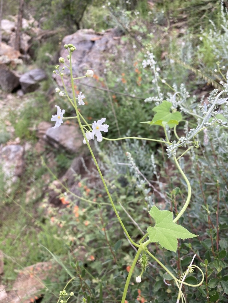 Wild Balsam Apple photo 7