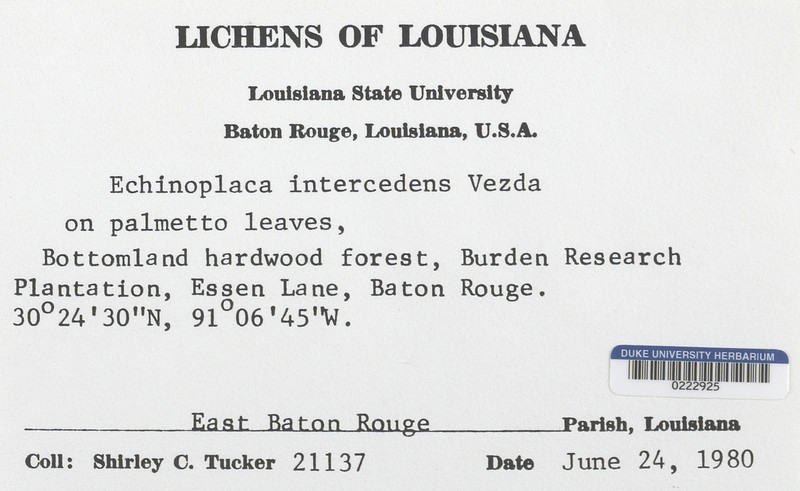Echinoplaca Lichen photo 2