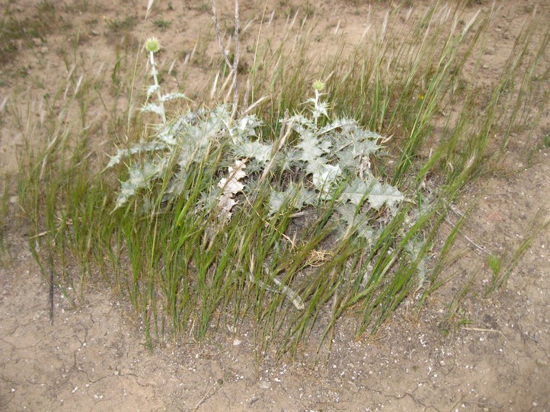 Echinops abazariae