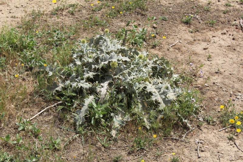 Echinops abazariae photo 2