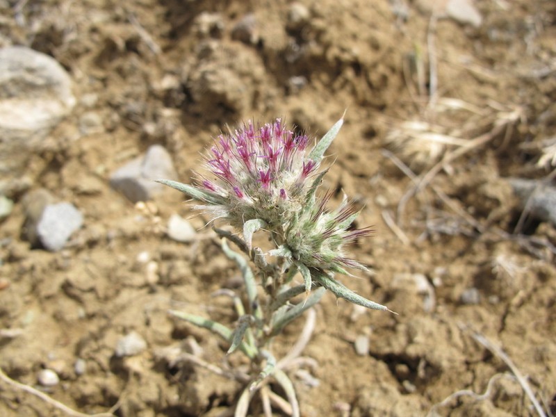 Echinops acantholepis