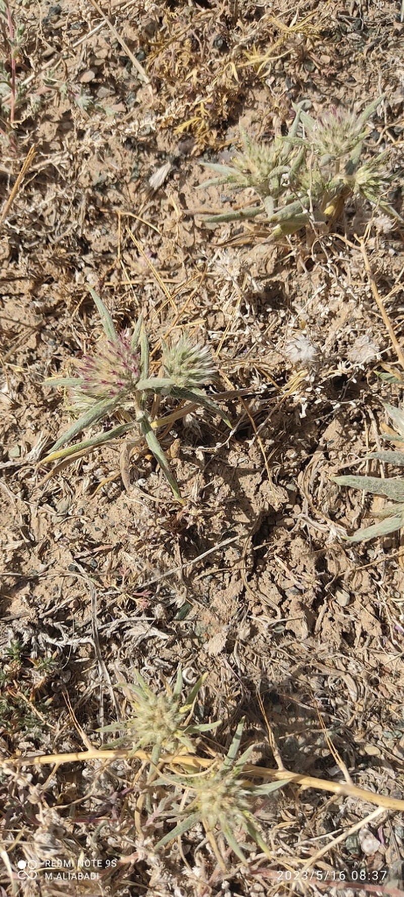 Echinops acantholepis photo 3