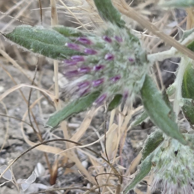Echinops acantholepis photo 4