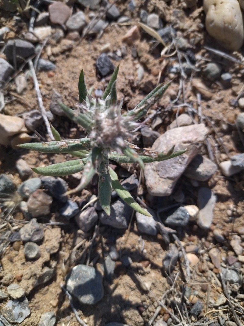 Echinops acantholepis photo 5