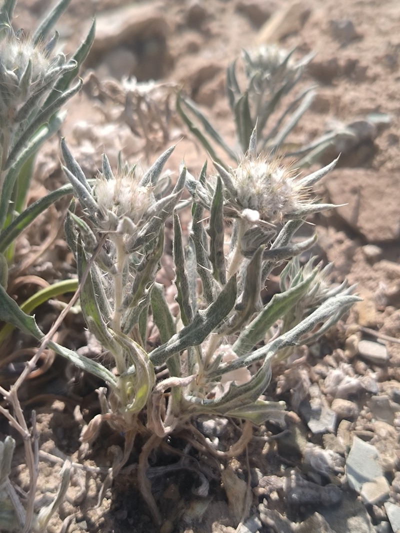 Echinops acantholepis photo 6