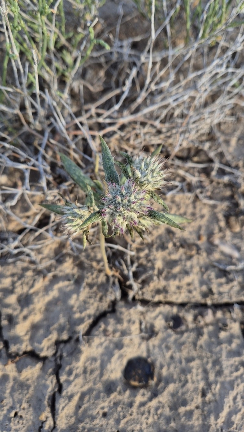 Echinops acantholepis photo 7