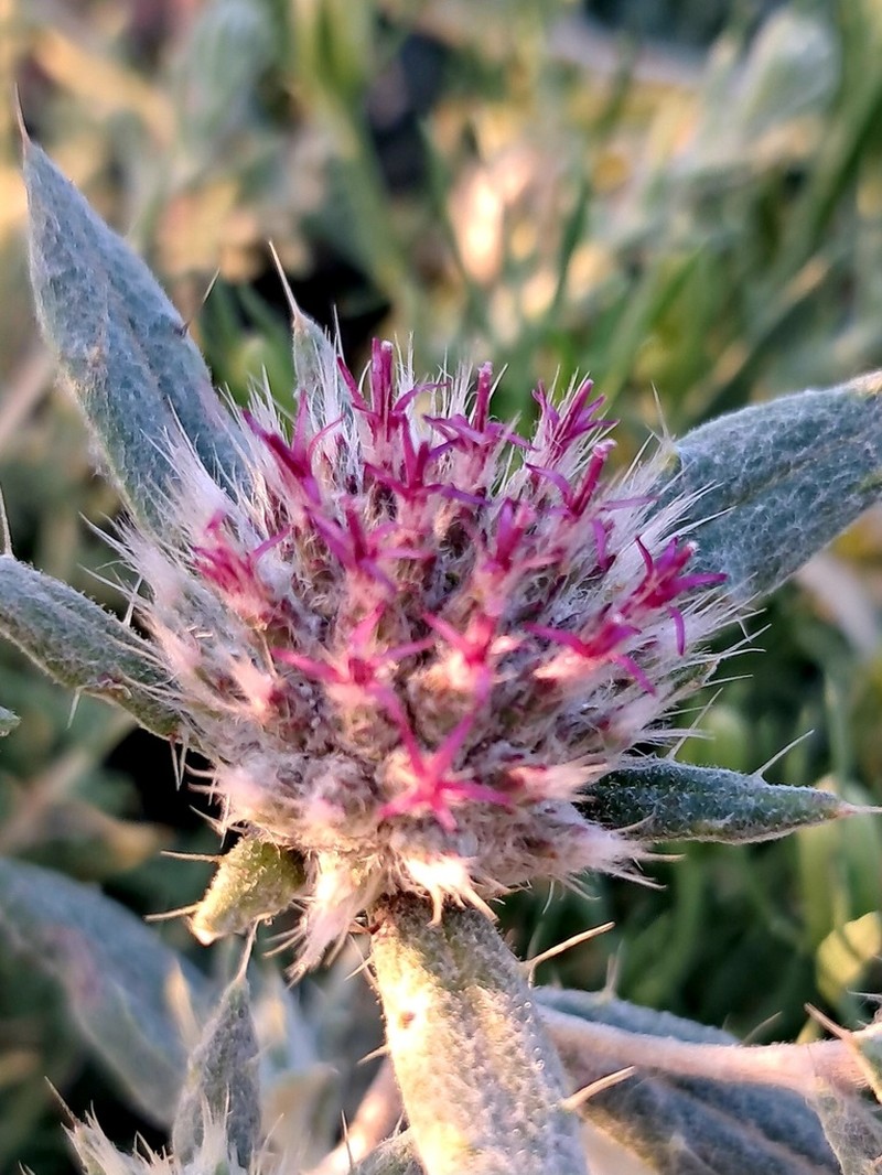 Echinops acantholepis photo 8