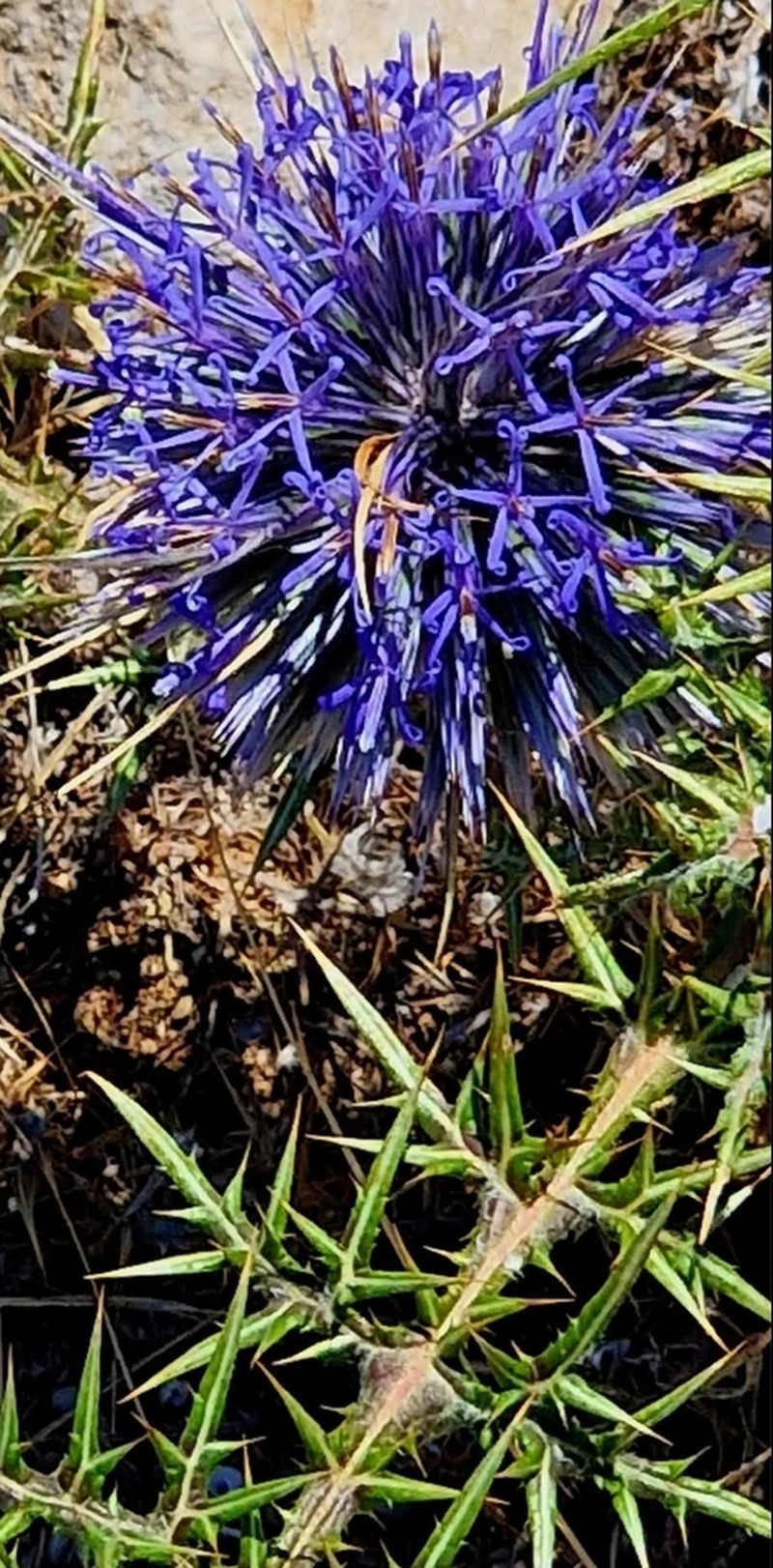Echinops adenocaulos photo 2