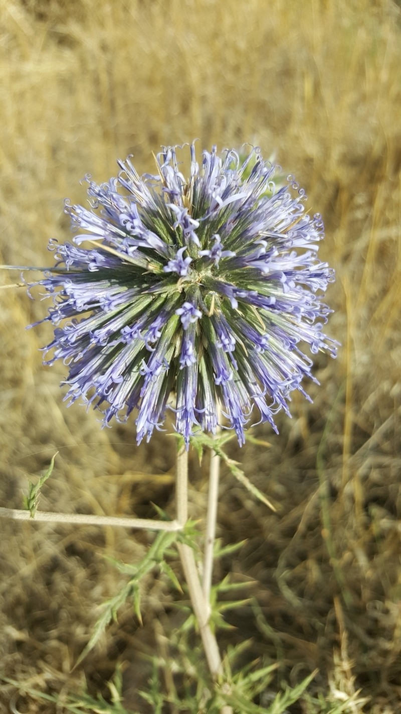 Echinops adenocaulos photo 3