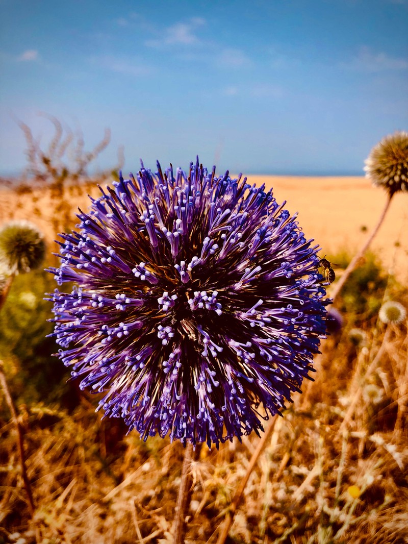 Echinops adenocaulos photo 4