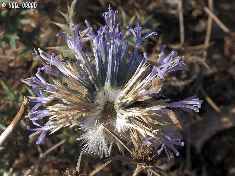 Echinops adenocaulos photo 6