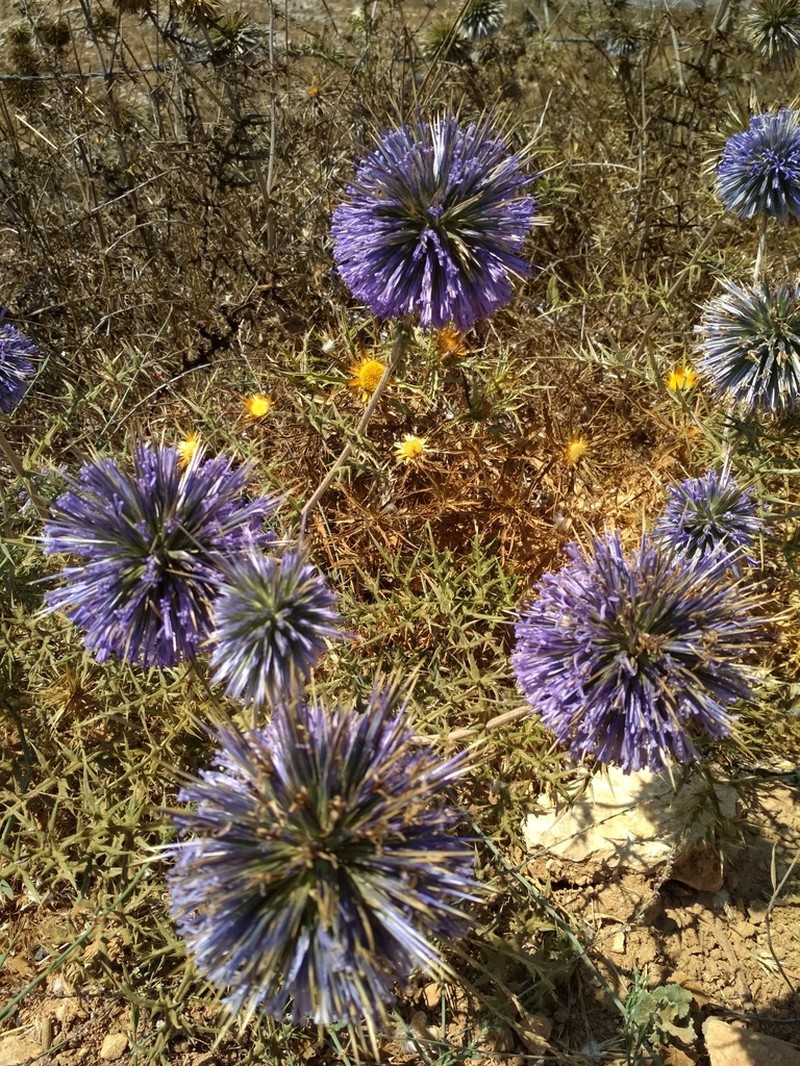 Echinops adenocaulos photo 7