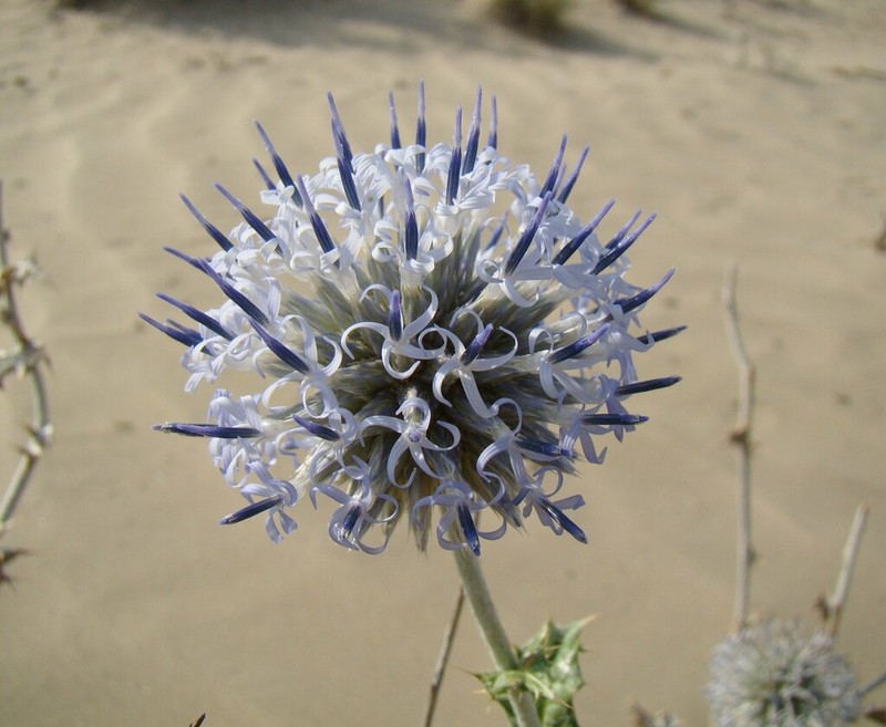 Echinops albicaulis