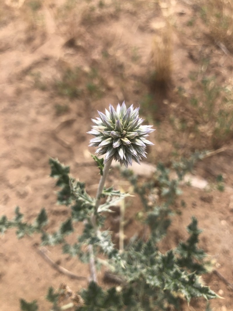 Echinops albicaulis photo 4