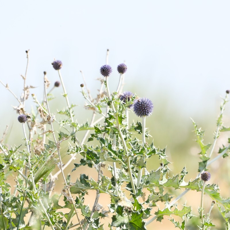 Echinops albicaulis photo 5