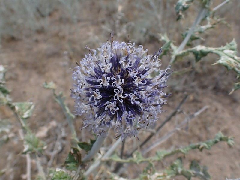 Echinops albicaulis photo 8