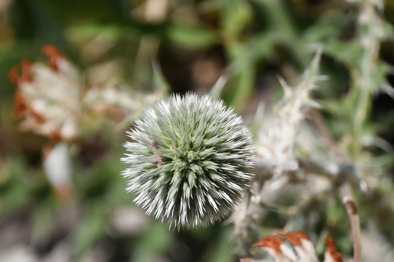 Echinops albidus