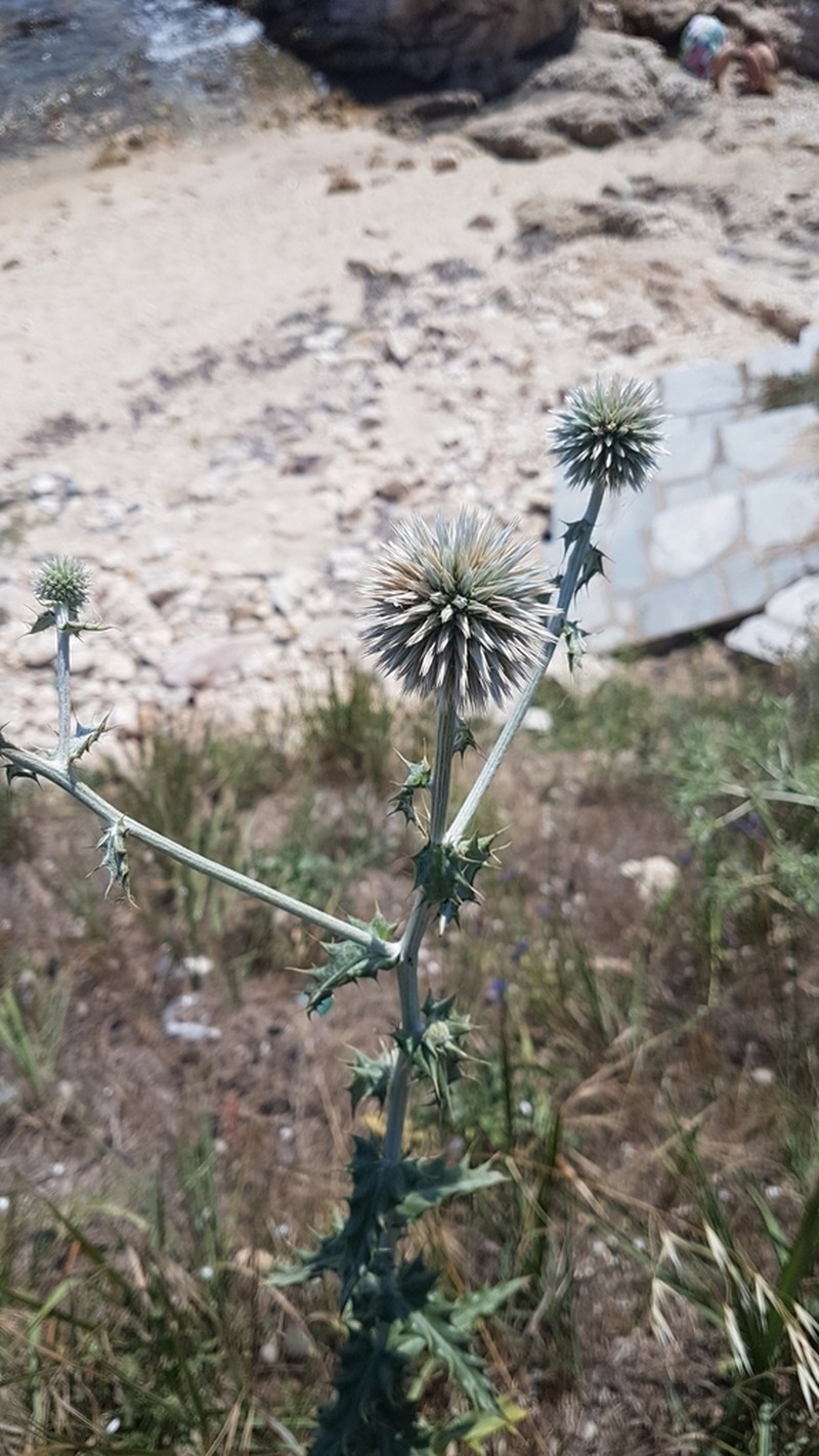 Echinops albidus photo 2