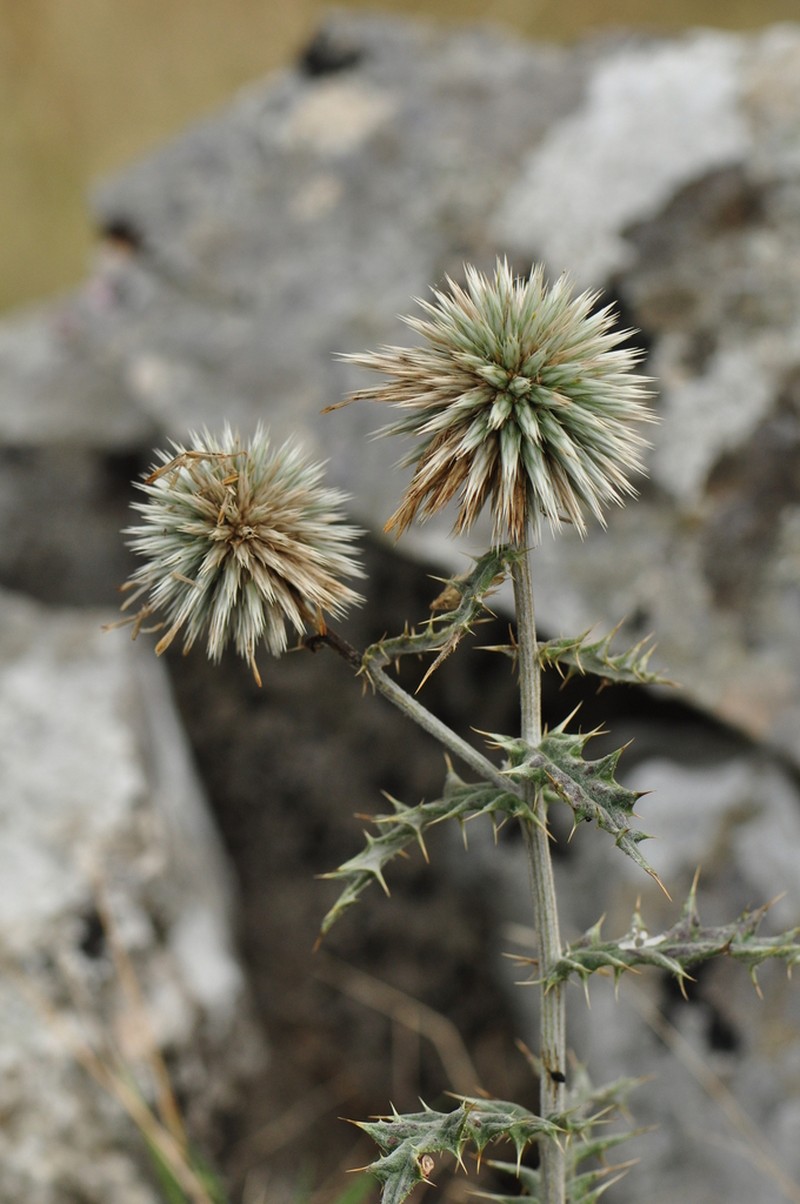 Echinops albidus photo 3