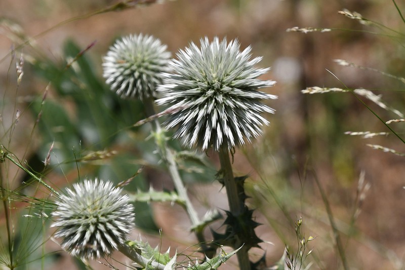 Echinops albidus photo 4