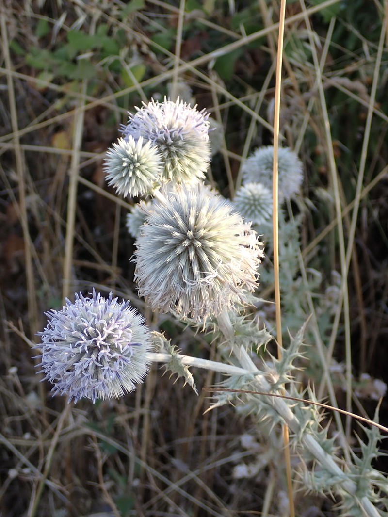 Echinops albidus photo 5