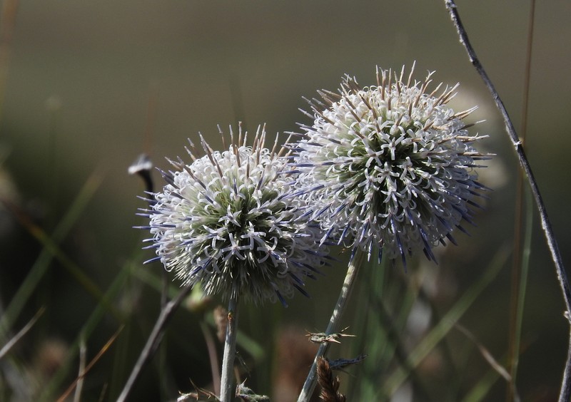 Echinops albidus photo 6