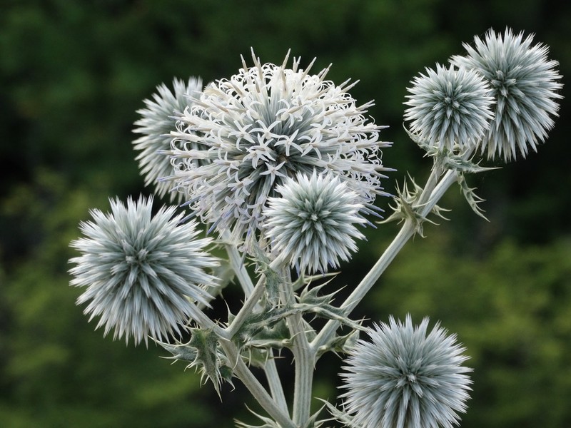 Echinops albidus photo 7