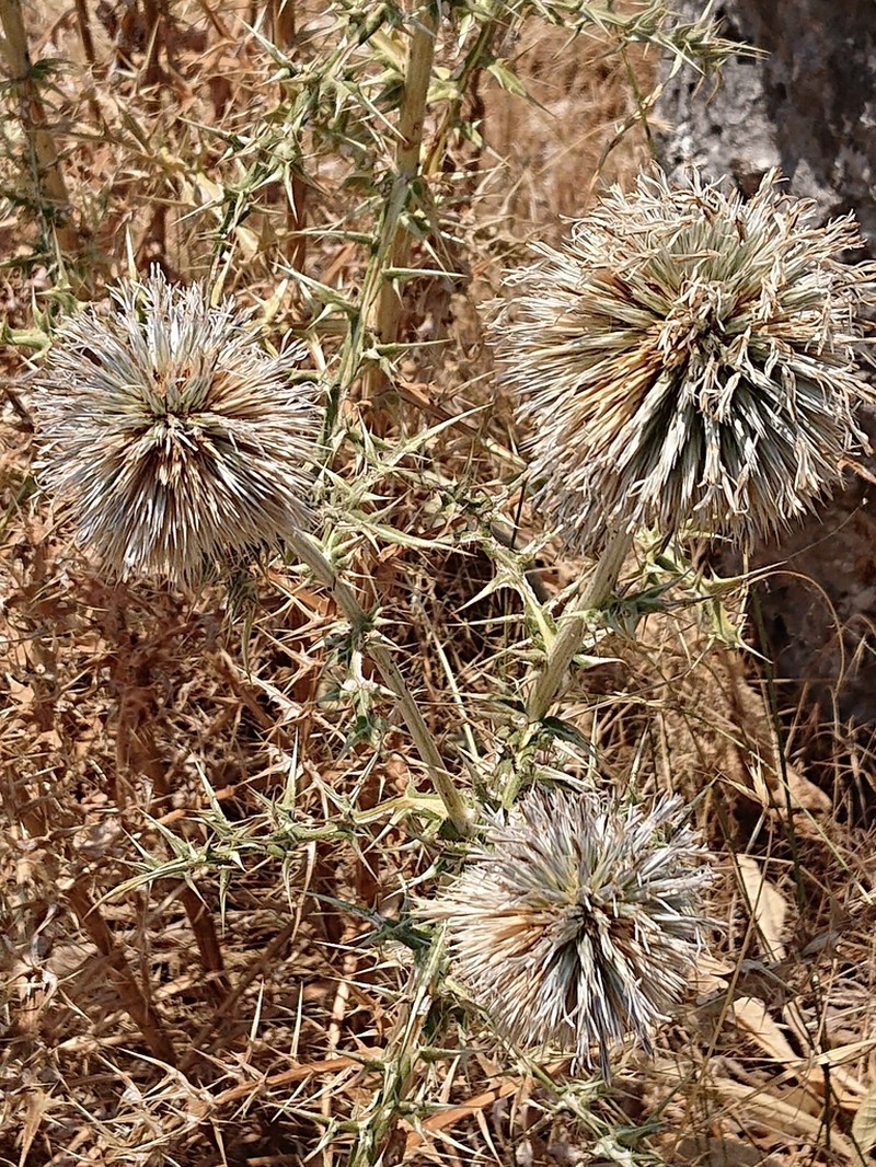 Echinops albidus photo 8
