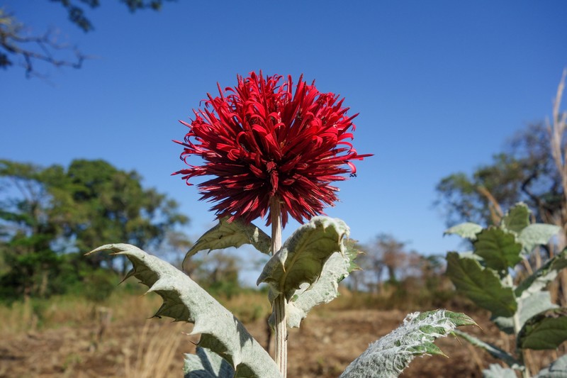Echinops amplexicaulis