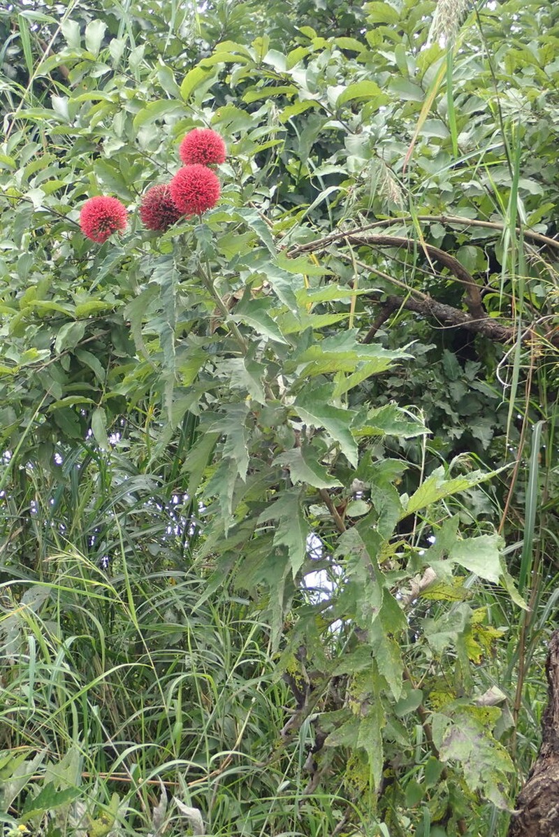 Echinops amplexicaulis photo 3