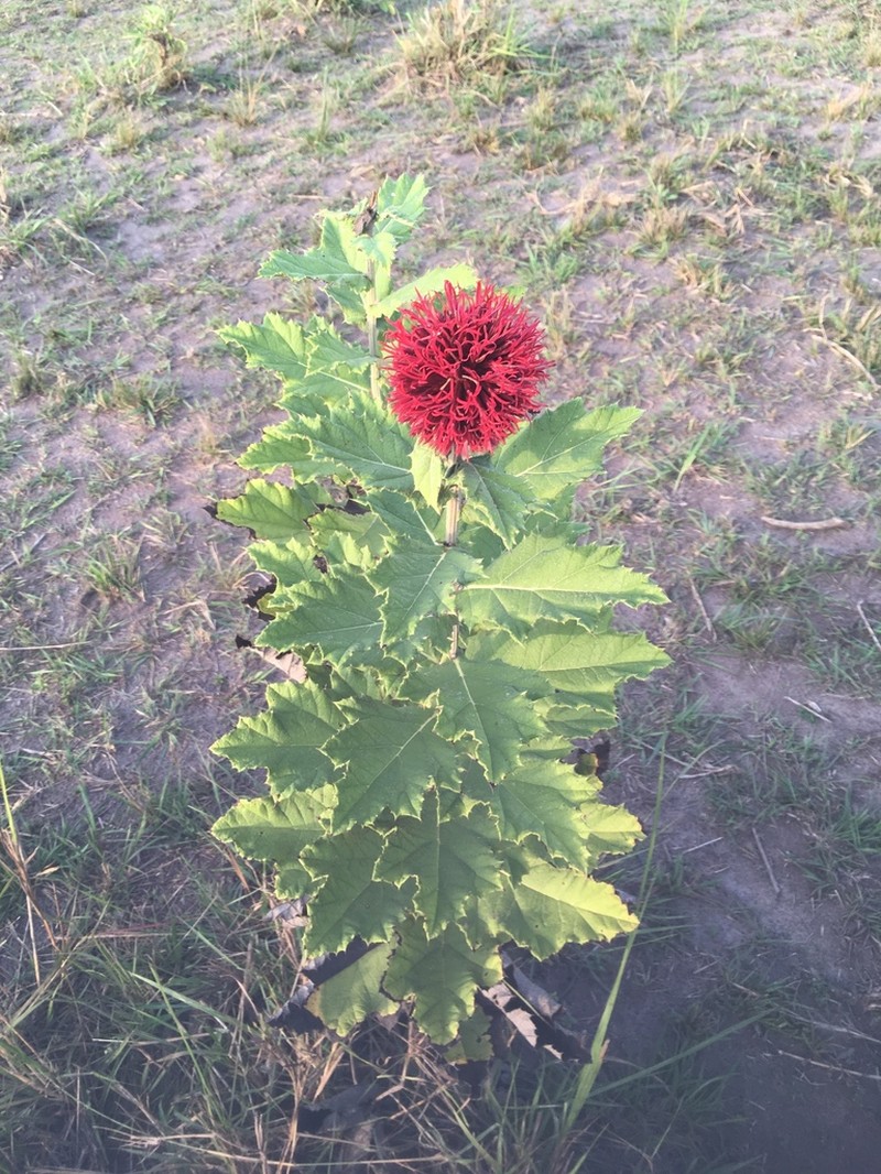 Echinops amplexicaulis photo 4