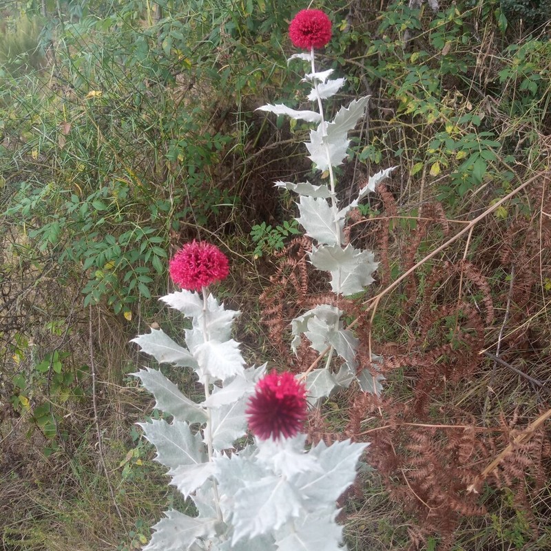 Echinops amplexicaulis photo 5