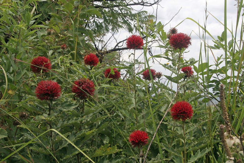 Echinops amplexicaulis photo 6