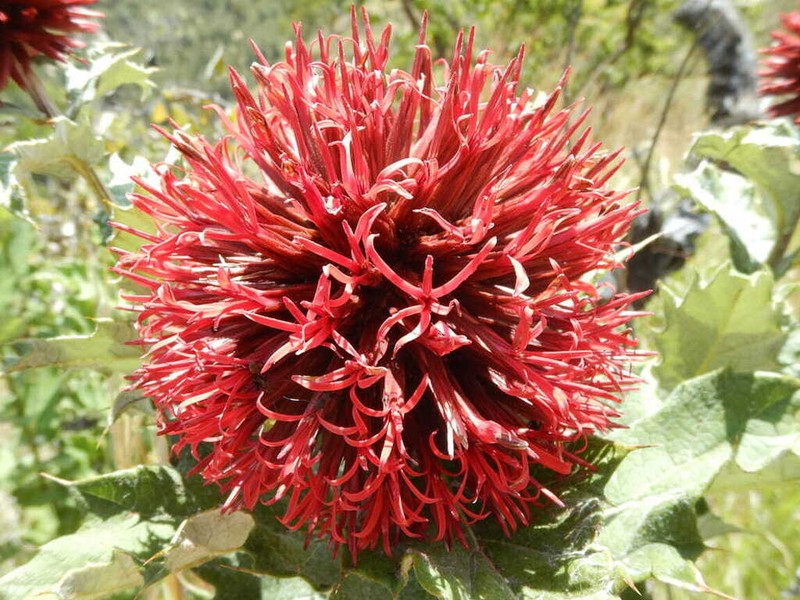 Echinops amplexicaulis photo 8