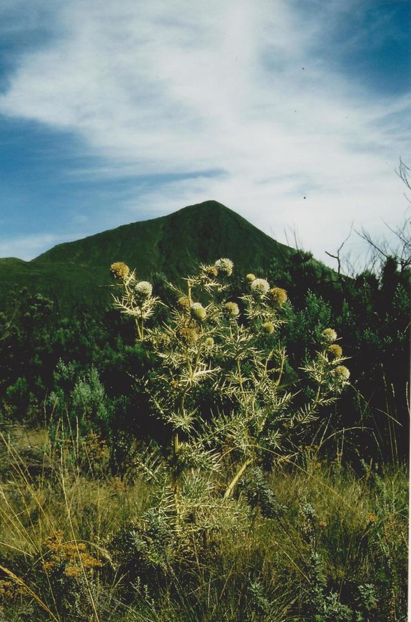 Echinops angustilobus