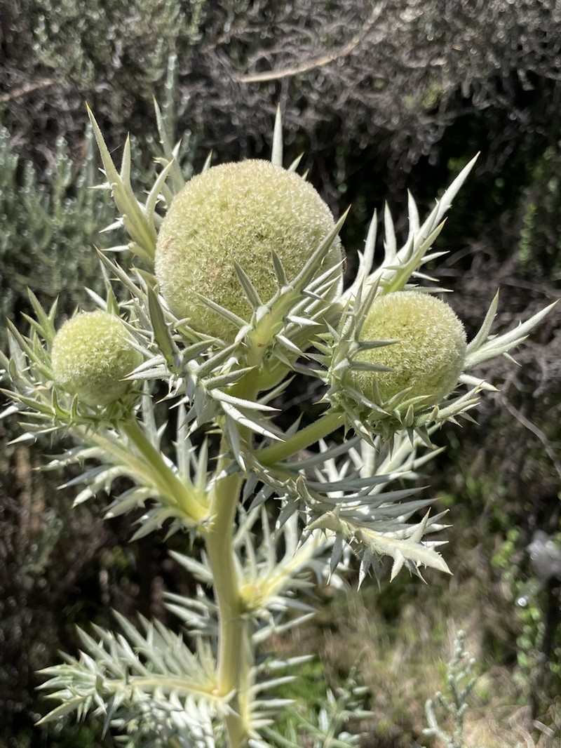 Echinops angustilobus photo 2