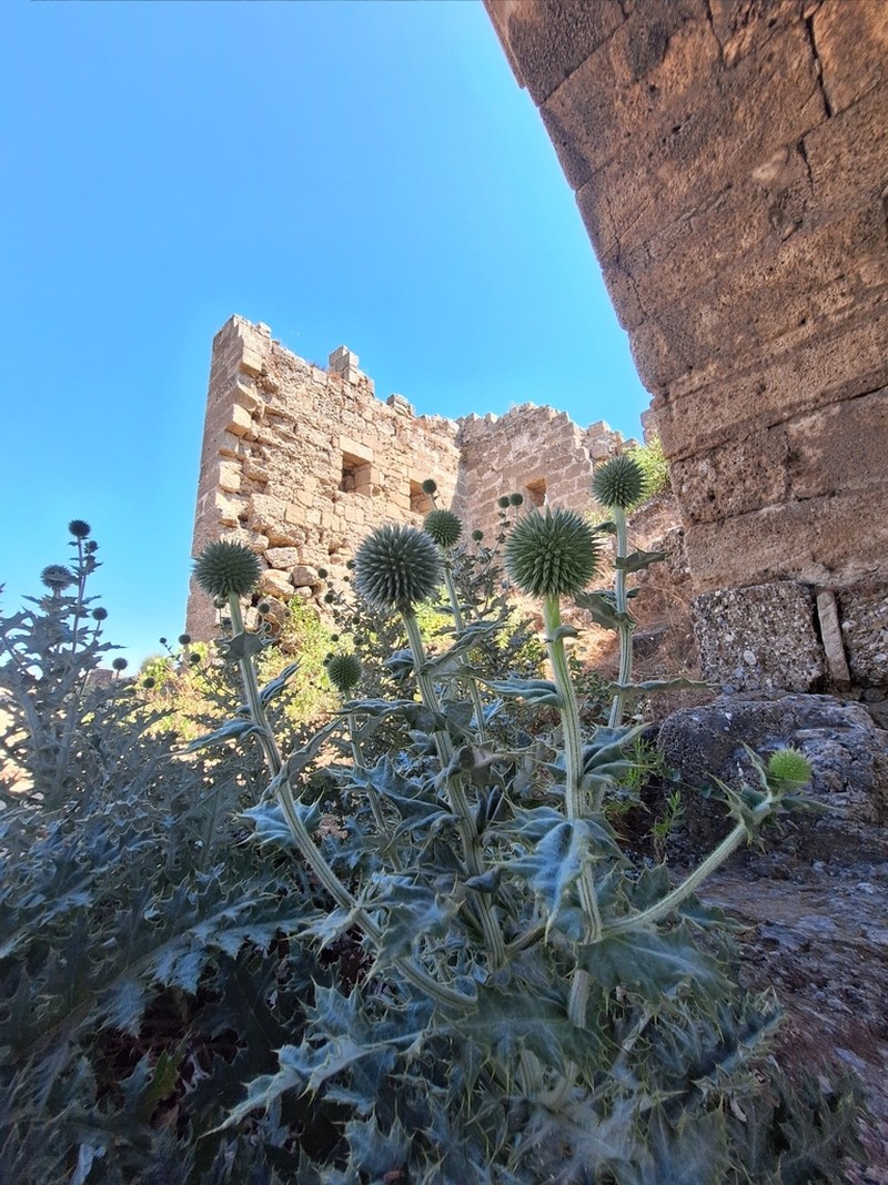 Echinops antalyensis