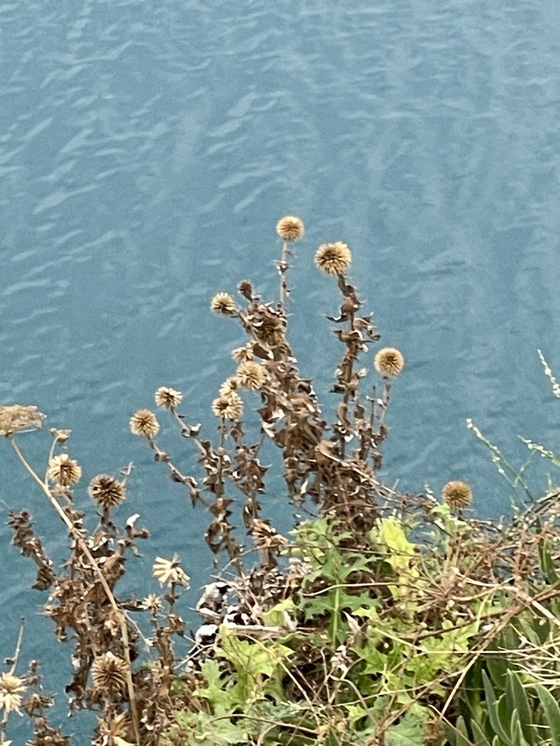 Echinops antalyensis photo 2