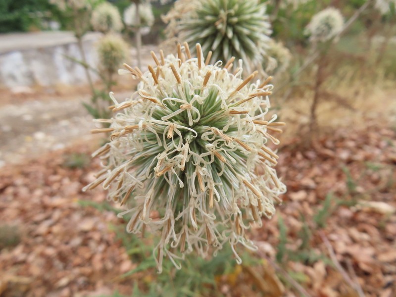 Echinops antalyensis photo 3