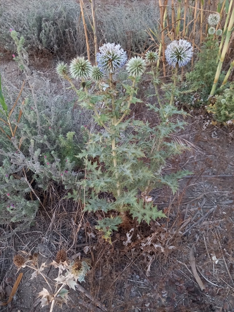 Echinops antalyensis photo 4