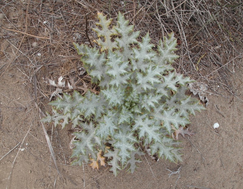 Echinops antalyensis photo 8