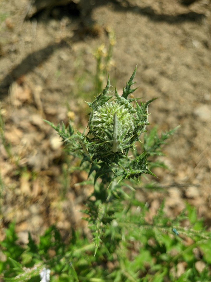 Echinops armatus photo 2