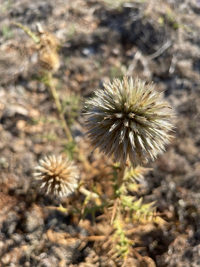 Echinops armatus photo 3